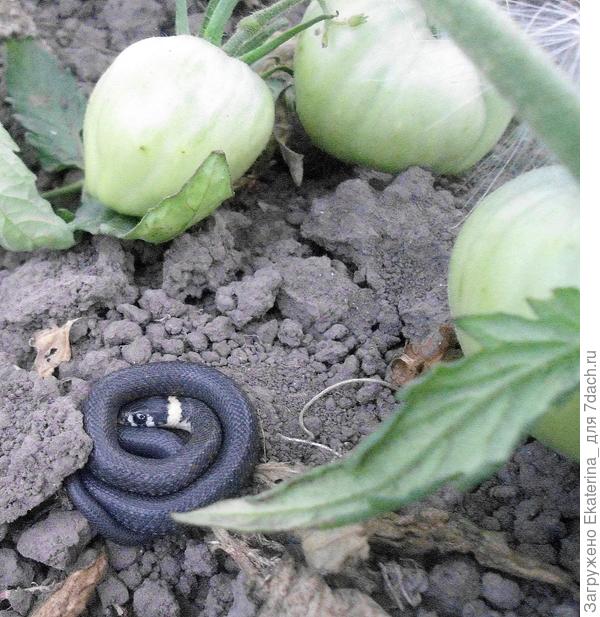 Настороженный взгляд ужика: уползать или можно дальше лежать