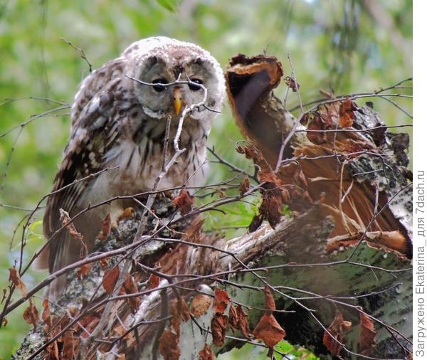 Любопытство