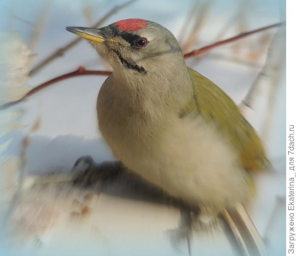 Бдительное око