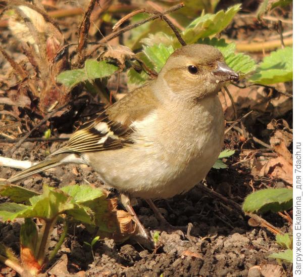 Паучка? -Нет, не видела...