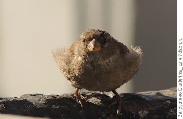 Кто тут на меня батон крошит?-)))