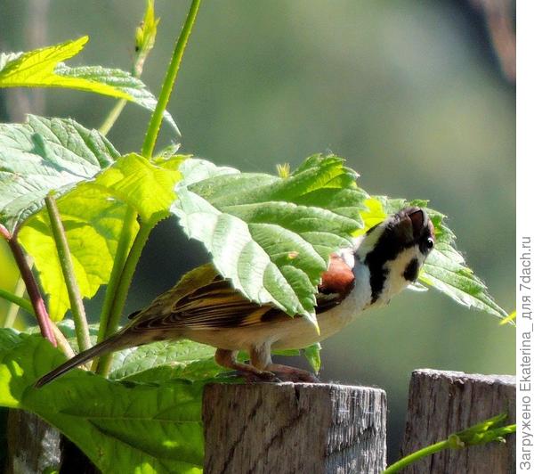 M&aacute;mma M&iacute;a!!!