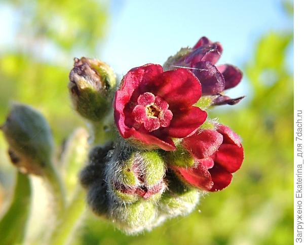 ещё один портретик