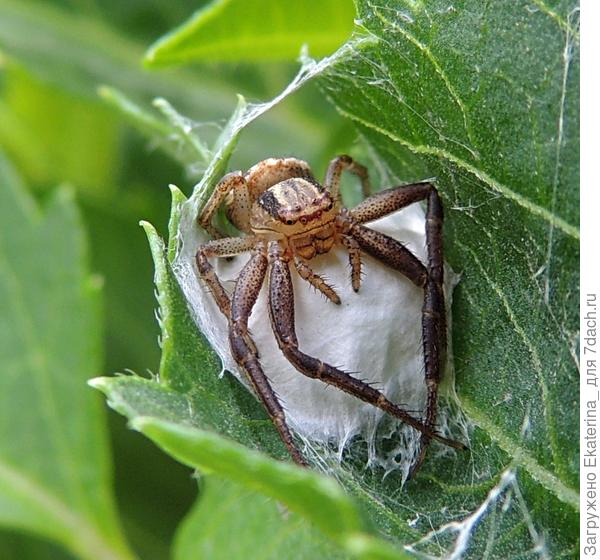 охраняет, как зеницу ока