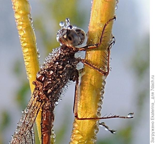 Подставляйте ладошки- раздаю росу!:)