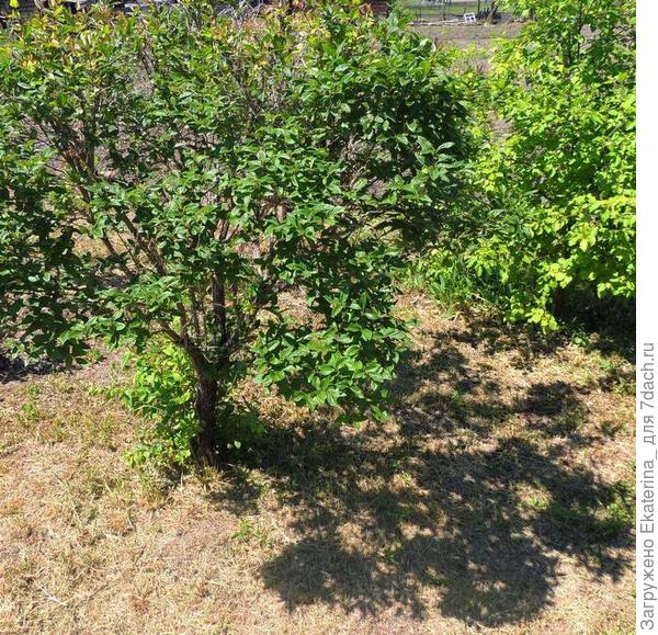 вот такое деревце получилось, на тени видно, как обрезано