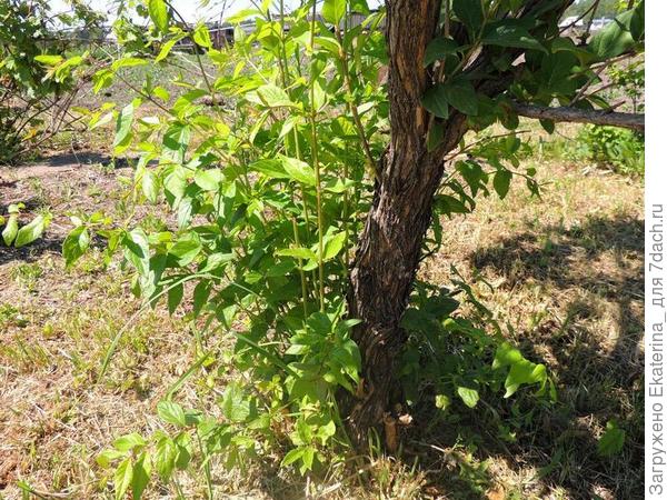 весной всю поросль вырезала, и вот уже сколько снова наросло
