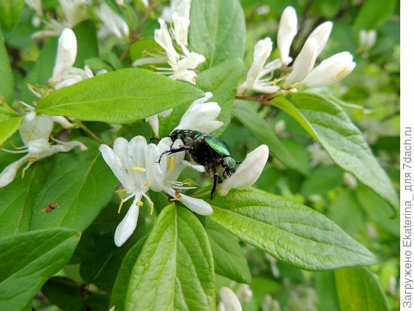 Цветки жимолости являются ценным медоносом.  Особенно любят цветочки жимолости жуки бронзовки