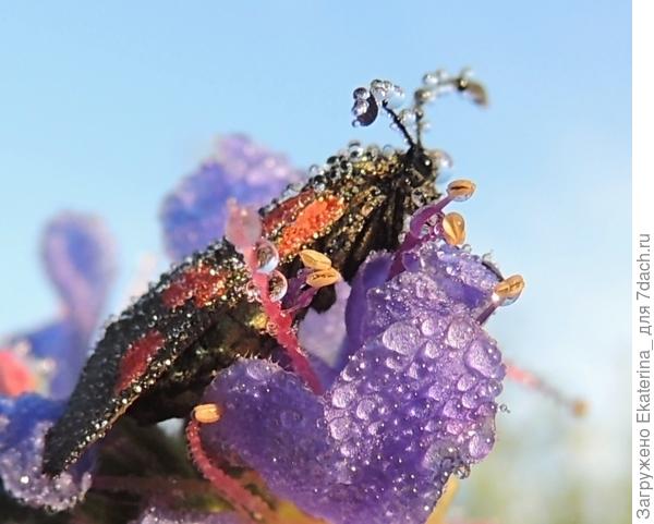 Волшебная утренняя роса