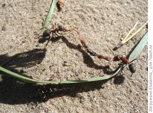 Муравьи тащат сухого дождевого червя
