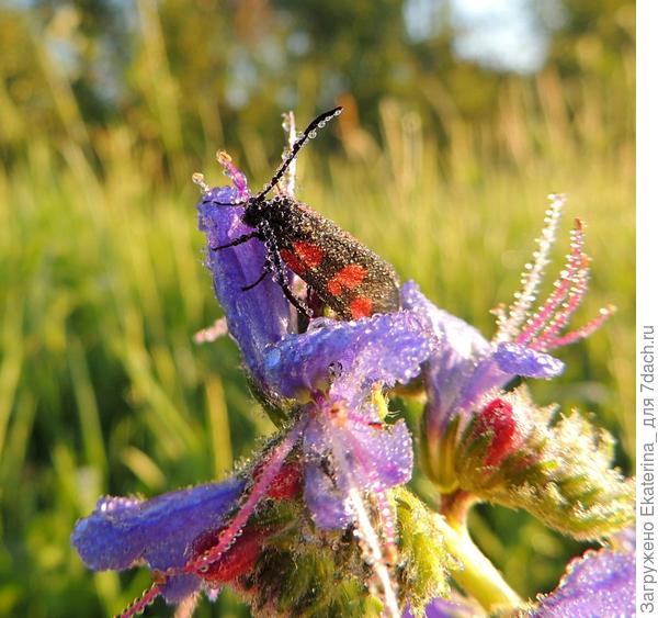 пестрянка тоже на синяке