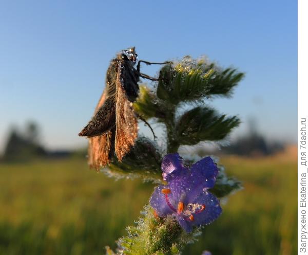 бражник на синяке