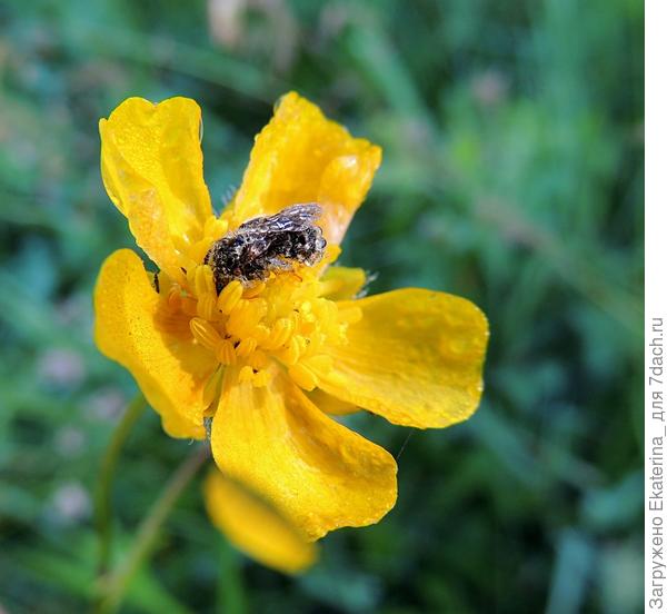 пчёлка на лютике
