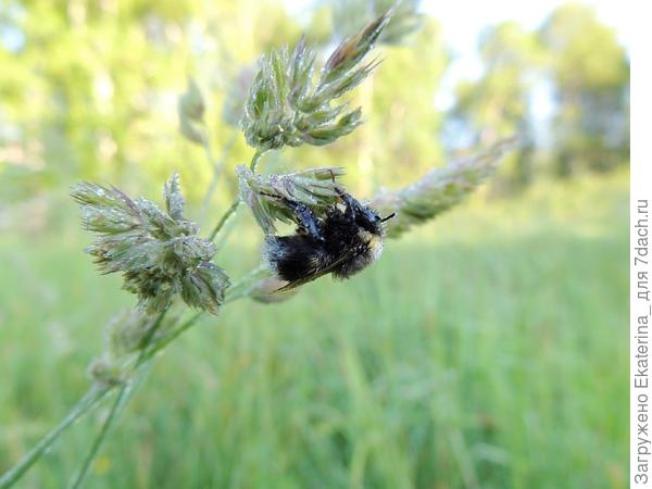 шмелик на колоске полевого злака