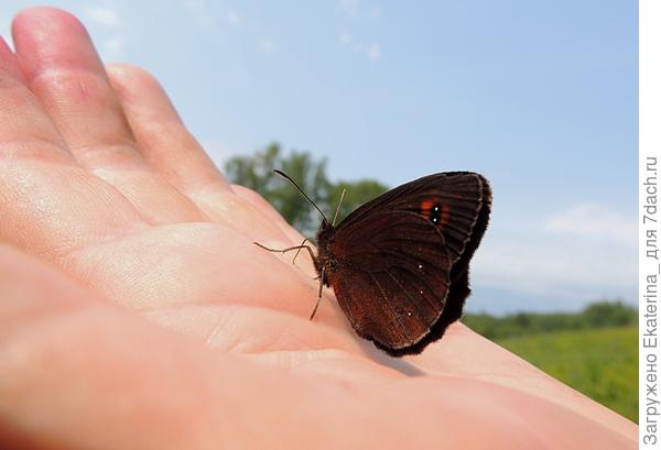 ... и пусть бабочка принесет  на своих крылышках счастье, радость и удачу!