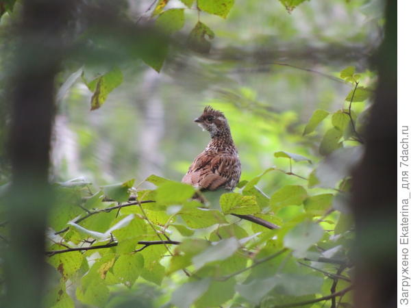 Ря́бчик (лат. Bonasa bonasia) — птица из рода рябчиков, подсемейства тетеревиных, отряда курообразных.