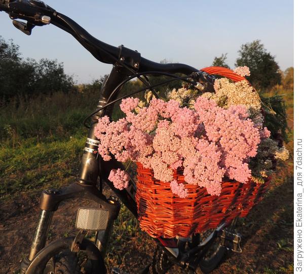 Дарю Вам корзинку тысячелистника для семейного счастья и благополучия:)