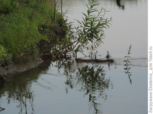 очень быстро выскочил на берег и по траве убежал в лес