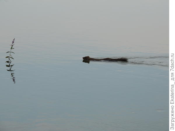 подплывает