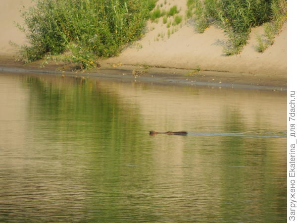 начал заплыв