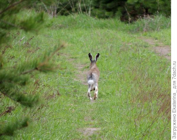 клепётывает