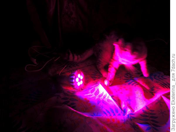 контрольное включение, любопытный и вездесущий уже на месте