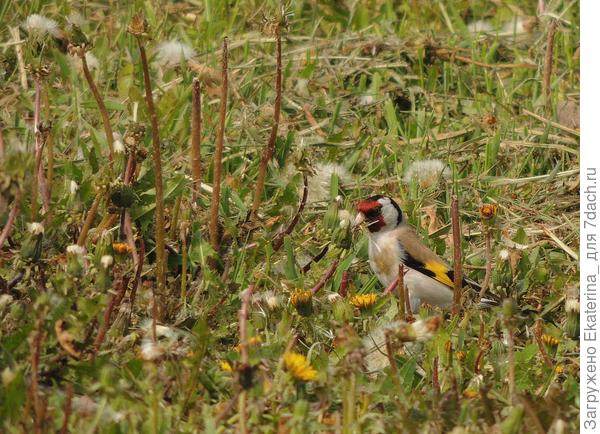 Одуванчики отцветают- щеглам раздолье
