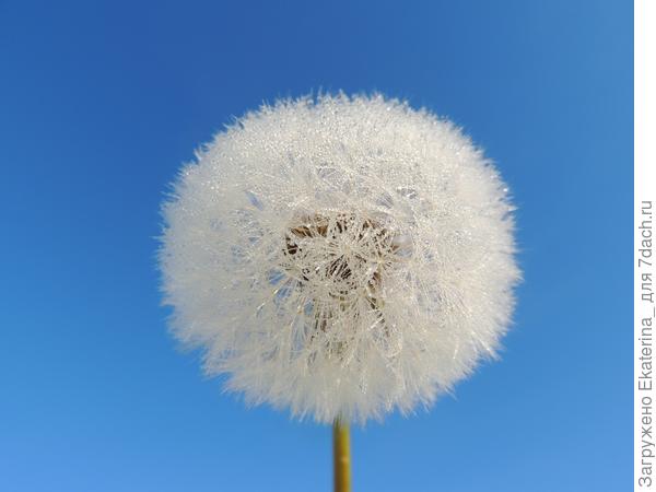 Хрустальное утро