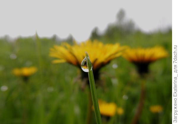 Утреннее чудо в капельке росы