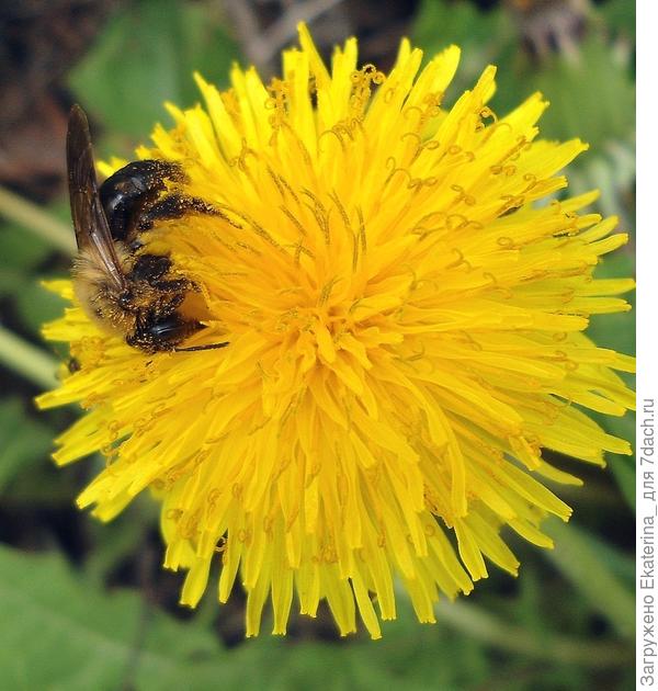 Золотых дел мастер