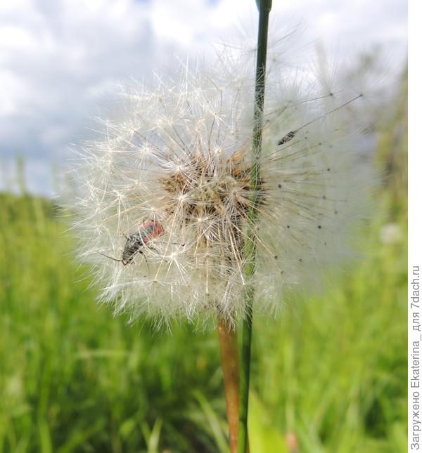 Клоп-солдатик в засаде