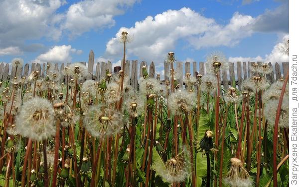 Одуванчики у меня особенно удаются- каждый год с урожаем!:)