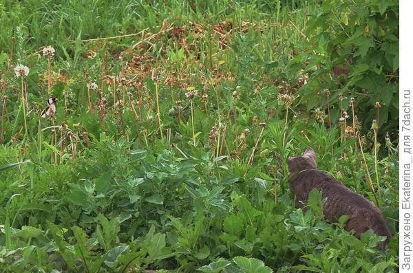 Кот крадётся к щеглу, который лакомится семенами одуванчиков