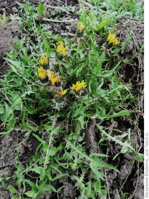 в такую погоду одуванчики  закрыты