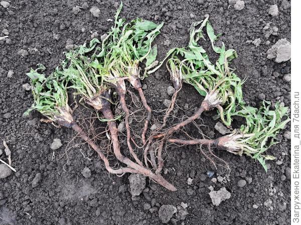 решила накопать корневищ одуванчиков. Вот какой шестиглавый змей-горыныч попался:)