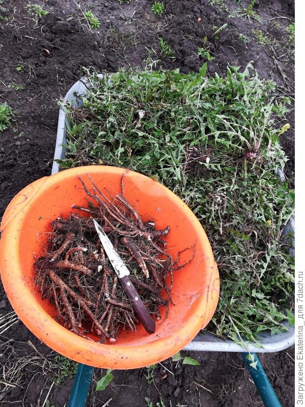 вершки и корешки