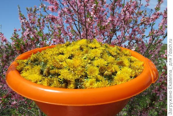 объем чашки 1600 одуванчиков:)