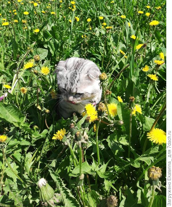 интересно, а они съедобные