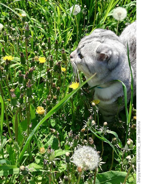в общем, понравилось гулять в одуванчиках!