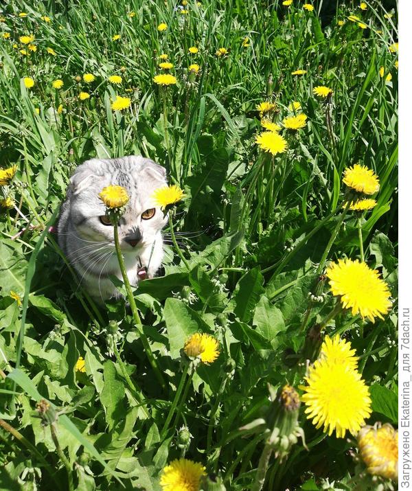 носик в тенёчке