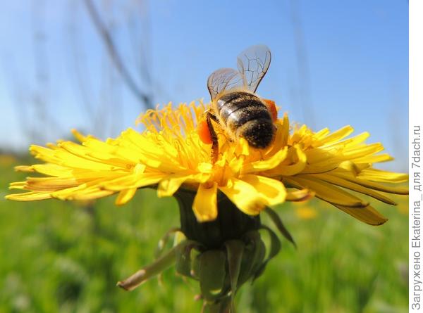 Помимо нектара одуванчик даёт пчёлам пыльцу оранжевого цвета