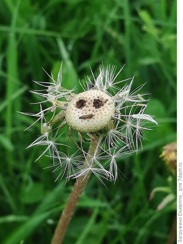 Соорудила ему рот из семечки, вообще стал печальный