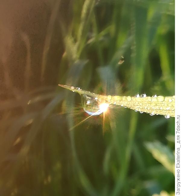 От меня в подарок всем вам это утреннее чудо в капельке росы, желаю всем вам улыбки солнца на протяжении всей жизни