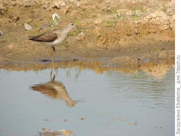 кольцо всё-таки мешает ему, часто поджимал окольцованную лапку и стоял на одной ноге