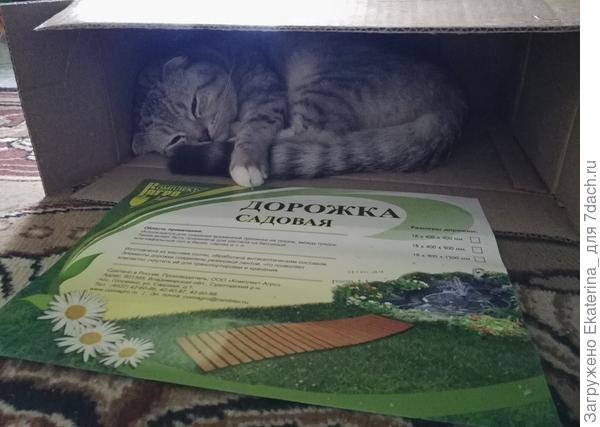 коробку из под посылки тут же облюбовал Басик