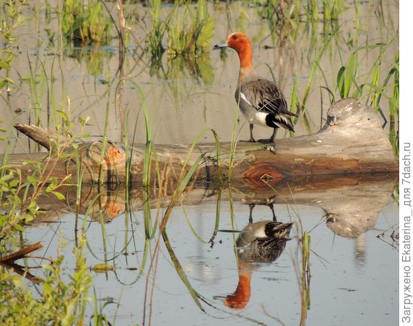 По окрасу яркий,  имеет рыже-коричневую голову с ярко-желтой полоской от клюва до затылка. Тело его серое, брюхо белое.