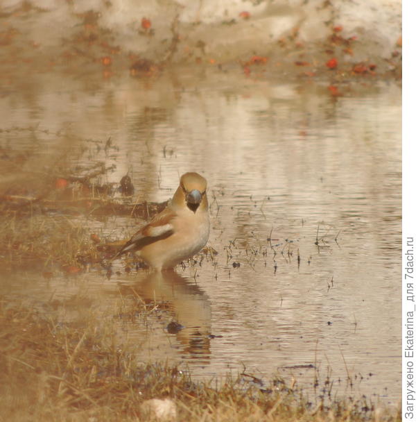 Купаться или не купаться?