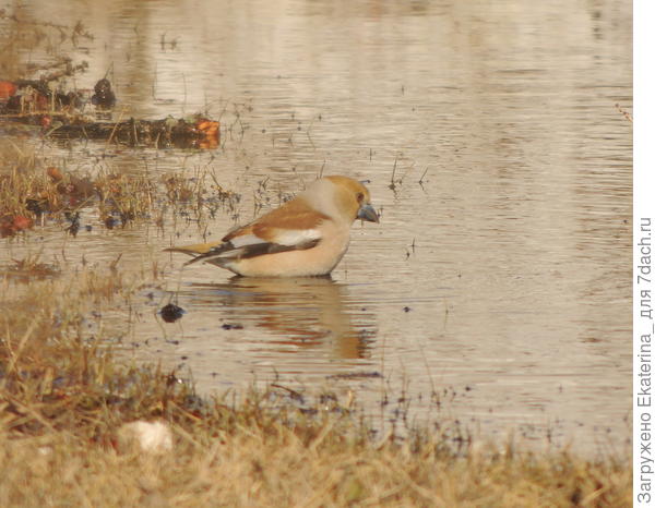 Вот в чём вопрос...