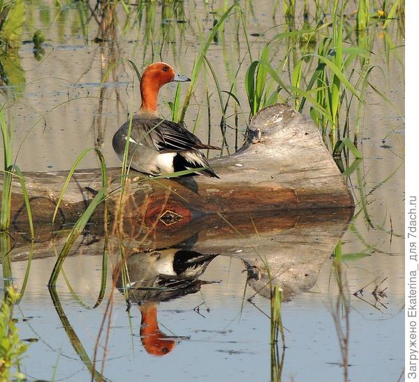 Свиязь самец