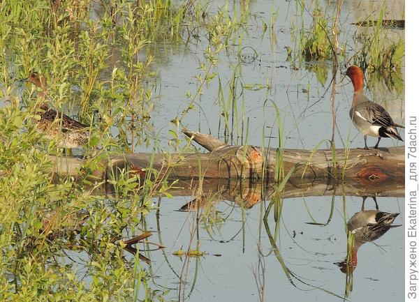 а вот и самочка притаилась в зеленой поросли ивы. В отличии от самца имеет ржаво-коричневую окраску. Свиязь &mdash; перелетная птица. Когда начинает активно таять снег, она летит на гнездование из Европы, с юга Азии и из Японии. Улетает обратно в конце августа